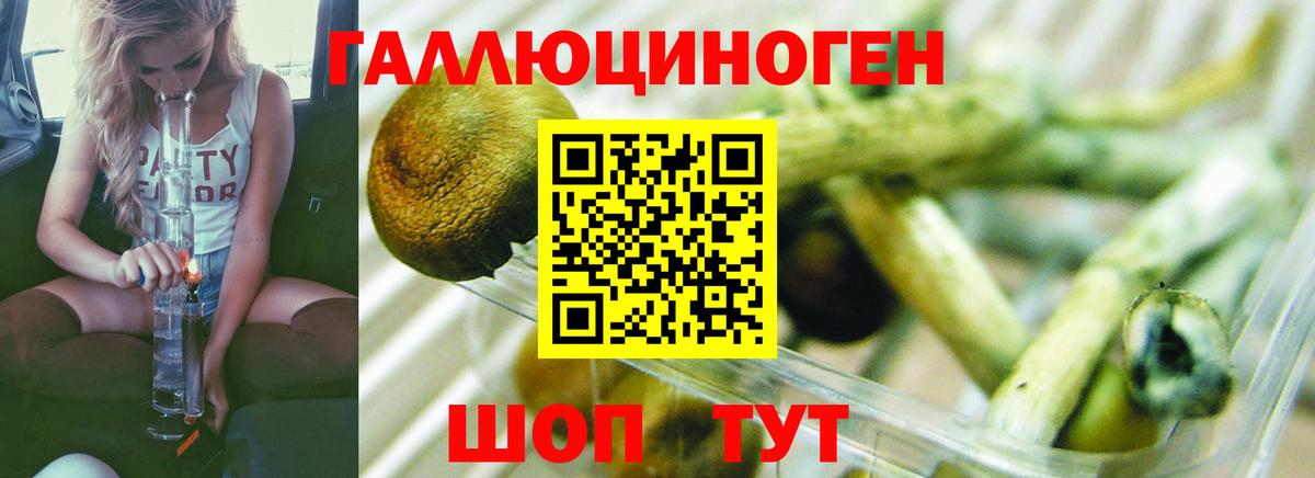 Галлюциногенные грибы Psilocybine cubensis Троицк